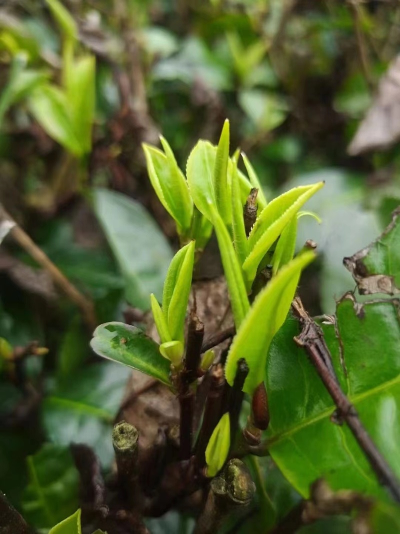 广东英德英红九号茶叶