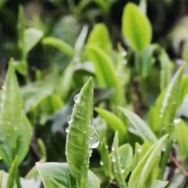 广东英德英红九号茶叶