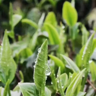 广东英德英红九号茶叶