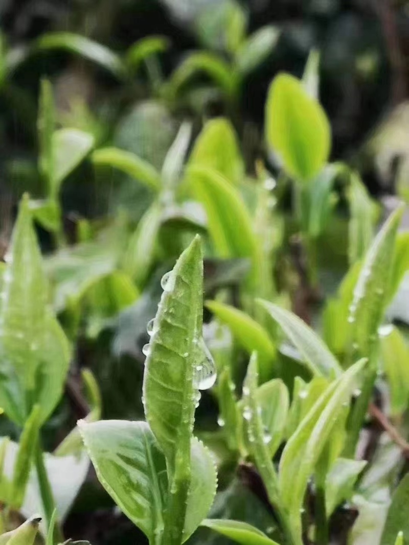 广东英德英红九号茶叶