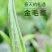 广东英德英红九号茶叶