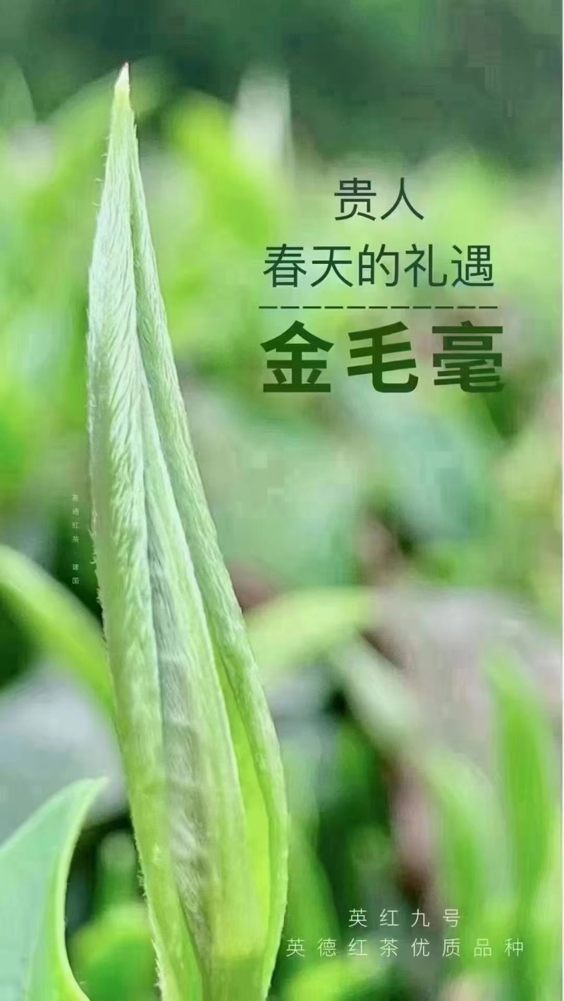 广东英德英红九号茶叶