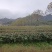 广东英德英红九号茶叶