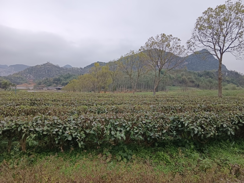 广东英德英红九号茶叶
