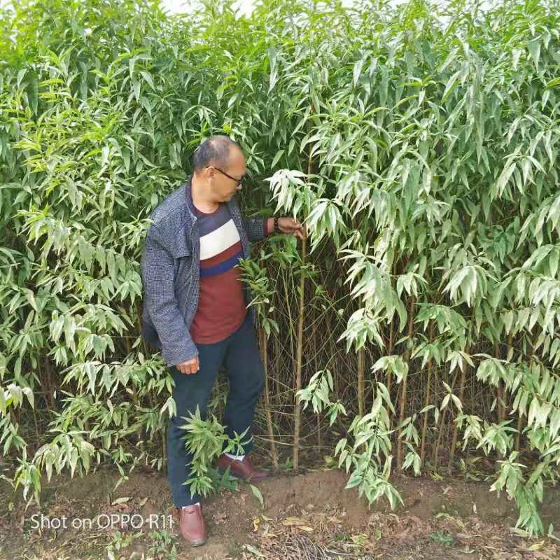 大量供应毛桃树苗占地苗