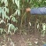 大量供应毛桃树苗占地苗