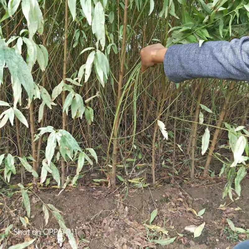 大量供应毛桃树苗占地苗