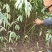 大量供应毛桃树苗占地苗