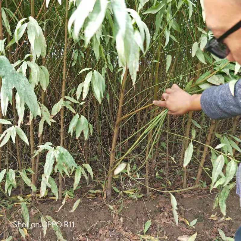 大量供应毛桃树苗占地苗