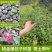 正品捻子树苗桃金娘别墅庭院阳台花树四季种植常绿盆栽植物
