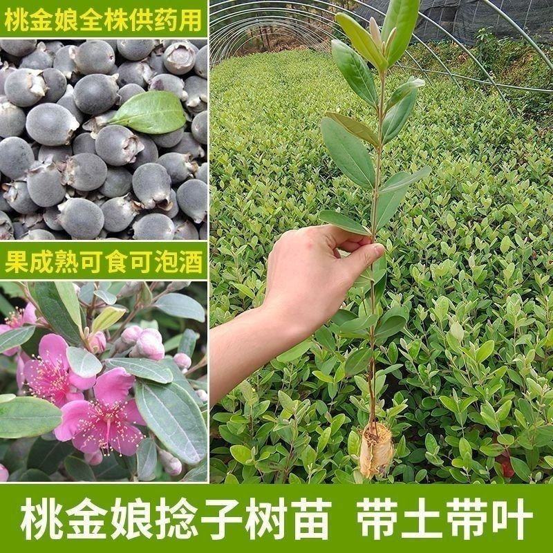 正品捻子树苗桃金娘别墅庭院阳台花树四季种植常绿盆栽植物