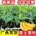 广西正宗香蕉树苗威廉斯B6香蕉苗南方种植营养杯当年结果