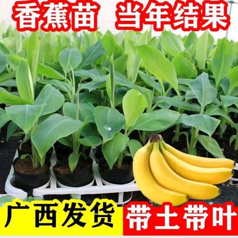 广西正宗香蕉树苗威廉斯B6香蕉苗南方种植营养杯当年结果