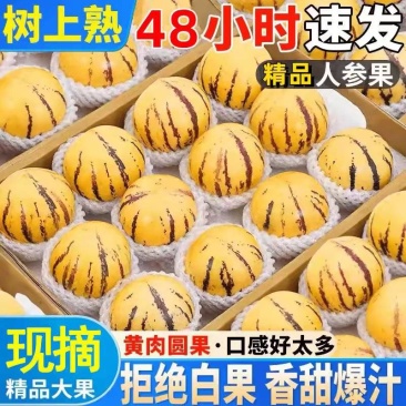 《人参果》云南人参果/一件代发/供应电商，淘宝，抖音