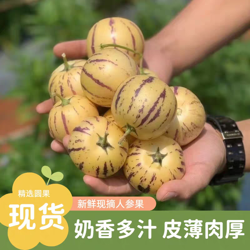 《人参果》云南人参果/一件代发/供应电商，淘宝，抖音