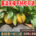 《人参果》云南人参果/一件代发/供应电商，淘宝，抖音