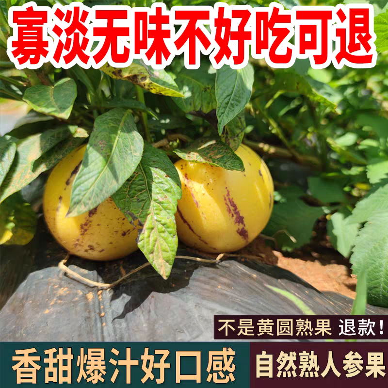 《人参果》云南人参果/一件代发/供应电商，淘宝，抖音
