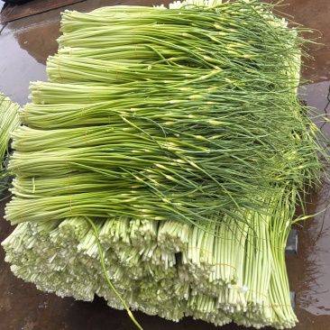 白帽蒜苔，湖北蒜苔大量供应，产地直供，现采现发