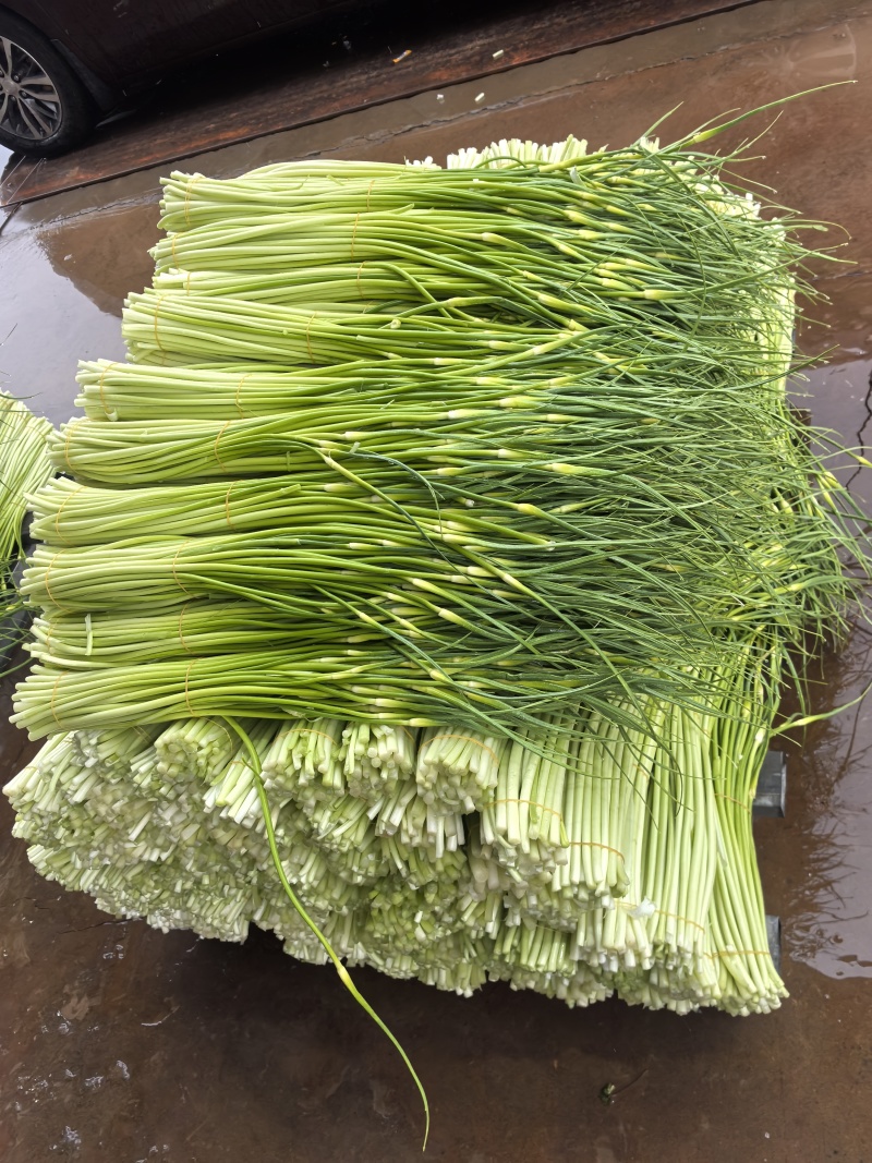 白帽蒜苔，湖北蒜苔大量供应，产地直供，现采现发