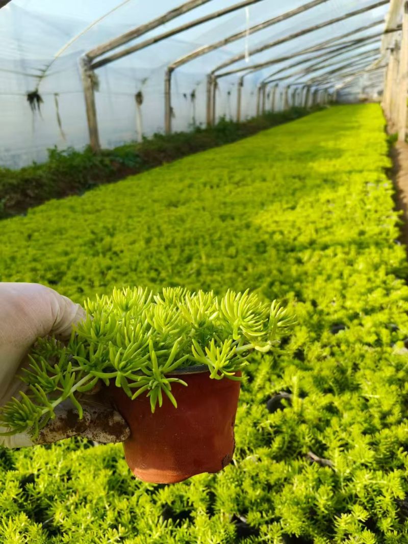 绿化苗木佛甲草，具有耐寒耐旱生命力顽强，提供栽植技术指导