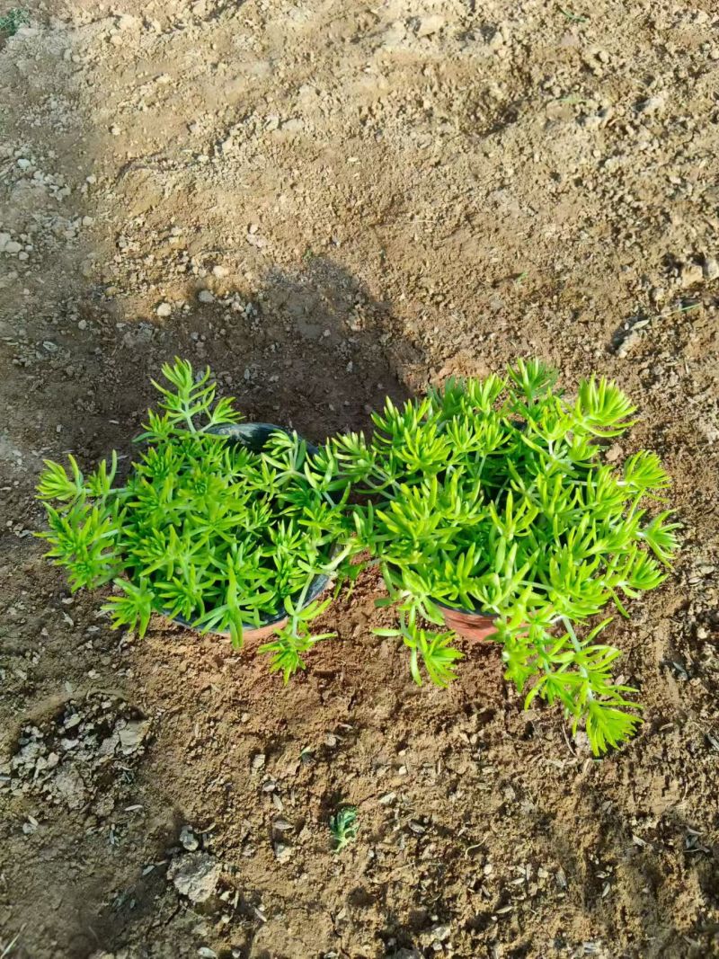 绿化苗木佛甲草，具有耐寒耐旱生命力顽强，提供栽植技术指导