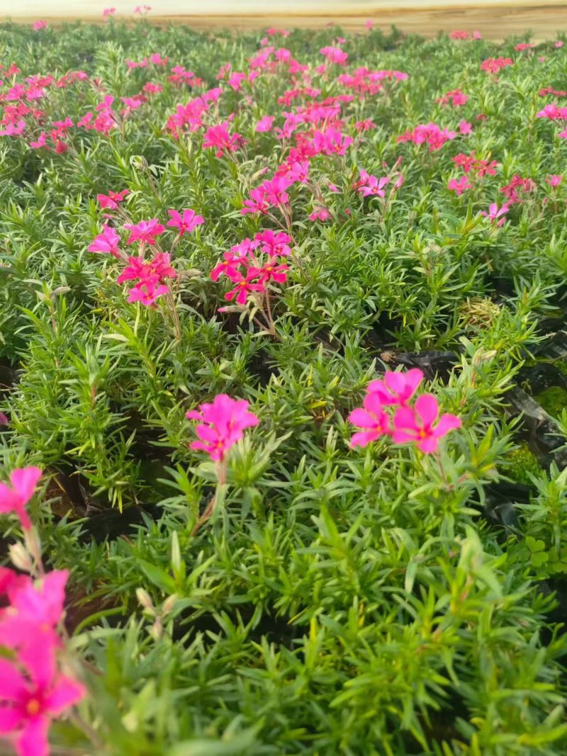 绿化苗木芝樱批发基地！耐寒耐旱生命力顽强！提供栽植技术