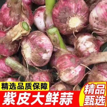 《大蒜头》紫皮大蒜头/鲜蒜头/一件代发/电商货源供应