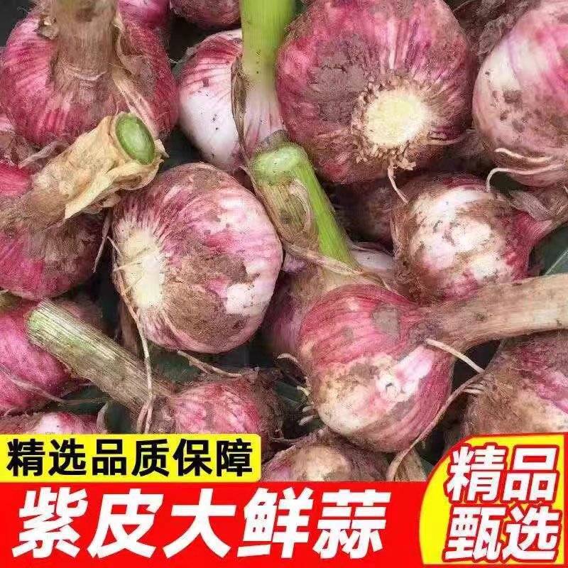《大蒜头》紫皮大蒜头/鲜蒜头/一件代发/电商货源供应