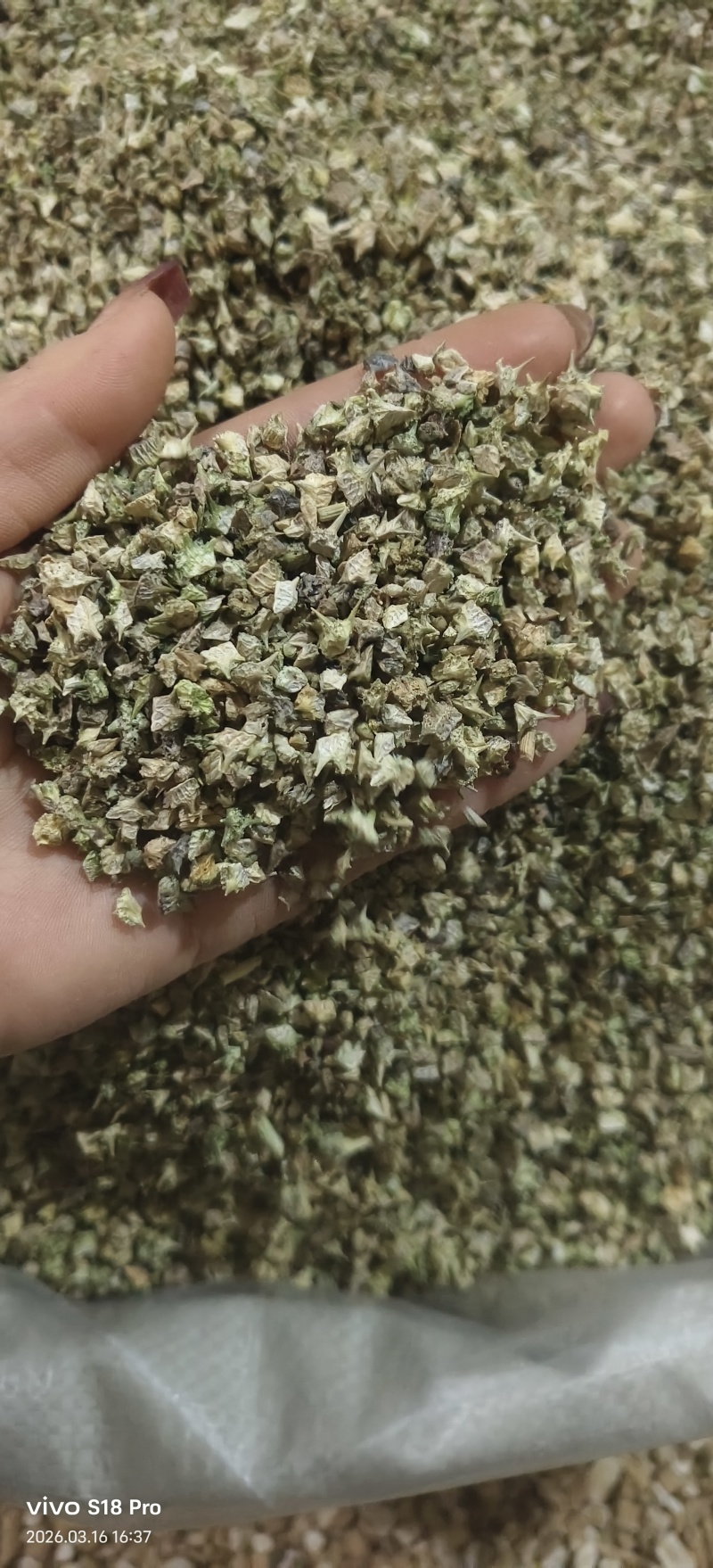 《蒺藜》刺蒺藜白蒺藜实物拍摄干净无杂质保证质量
