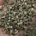 《蒺藜》刺蒺藜白蒺藜实物拍摄干净无杂质保证质量