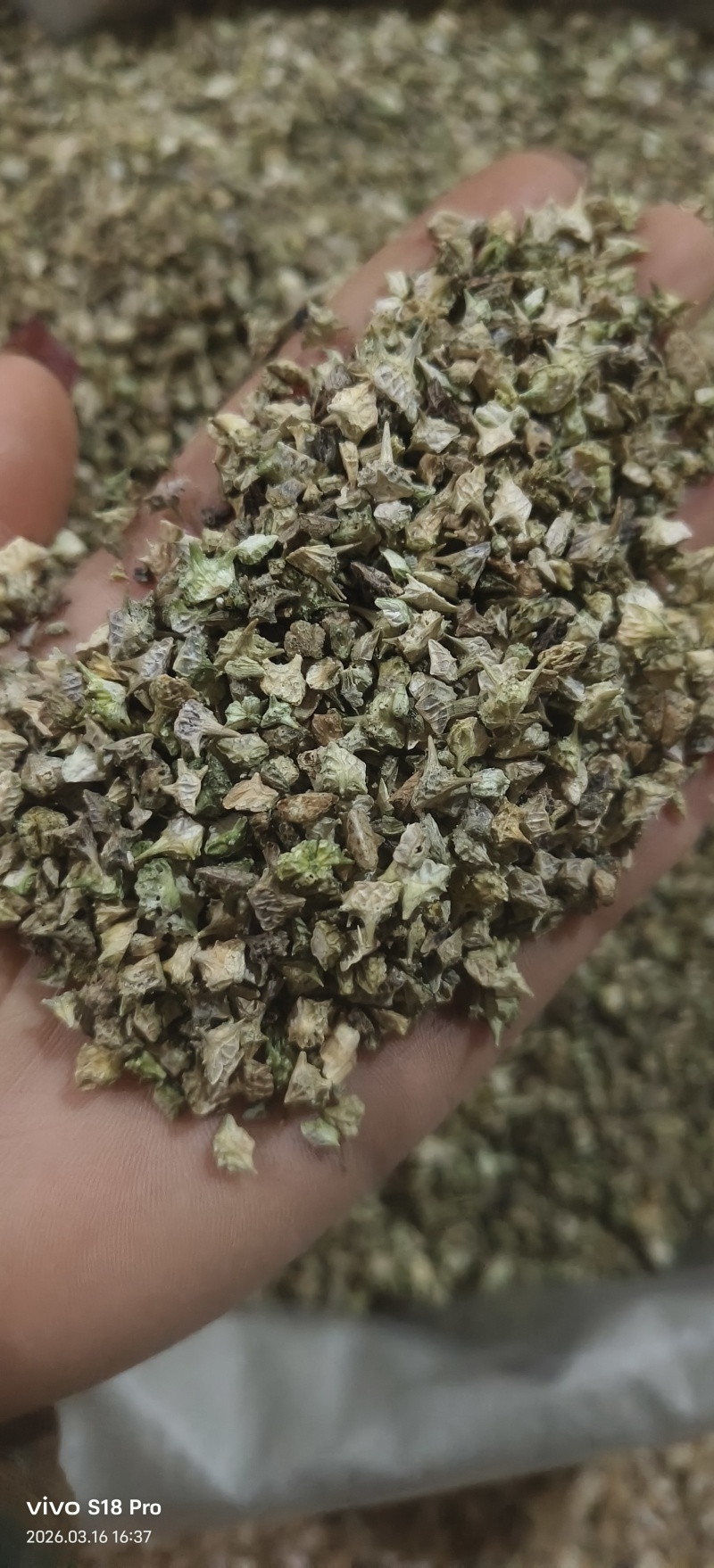 《蒺藜》刺蒺藜白蒺藜实物拍摄干净无杂质保证质量