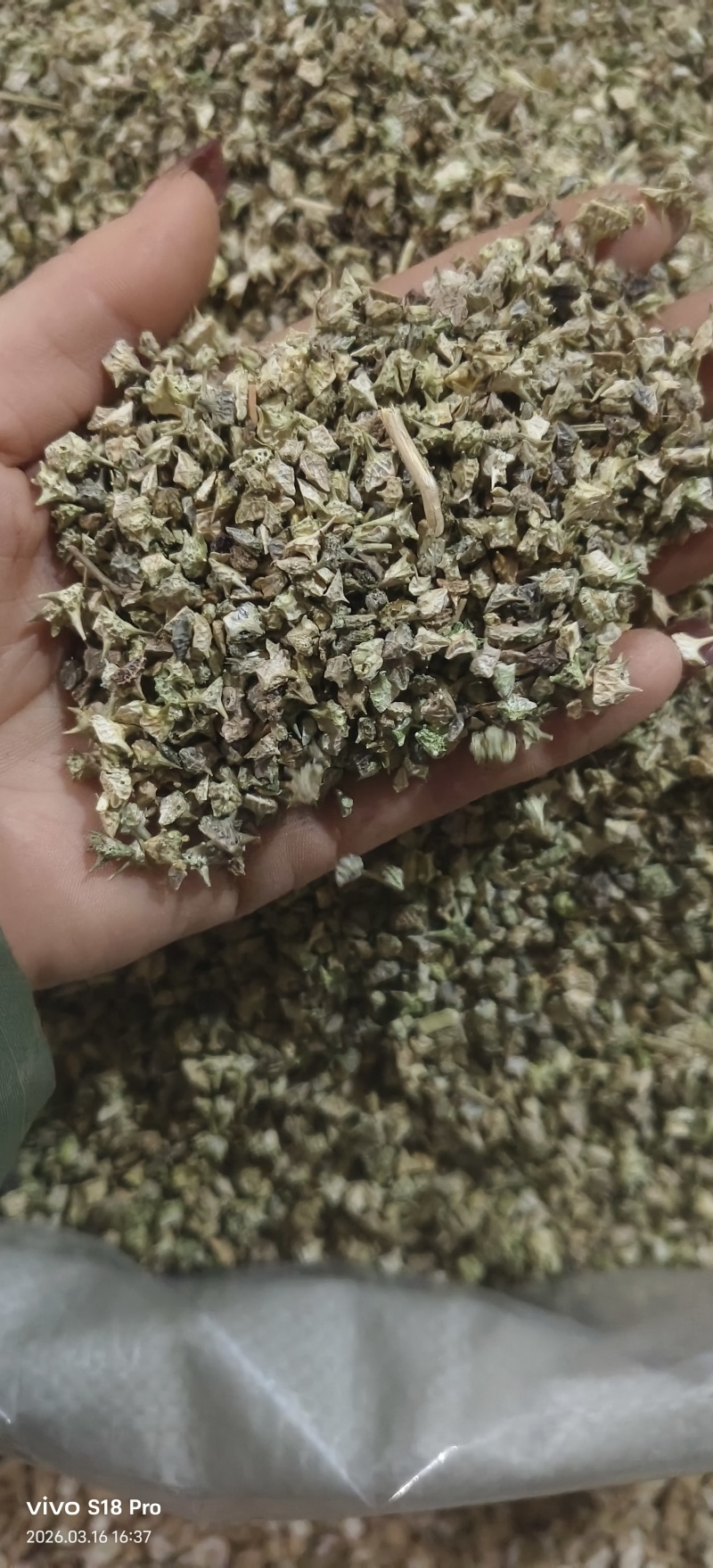 《蒺藜》刺蒺藜白蒺藜实物拍摄干净无杂质保证质量