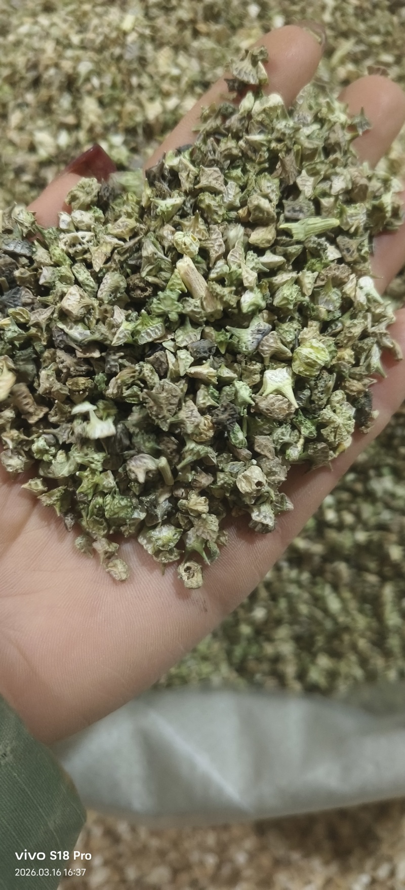 《蒺藜》刺蒺藜白蒺藜实物拍摄干净无杂质保证质量