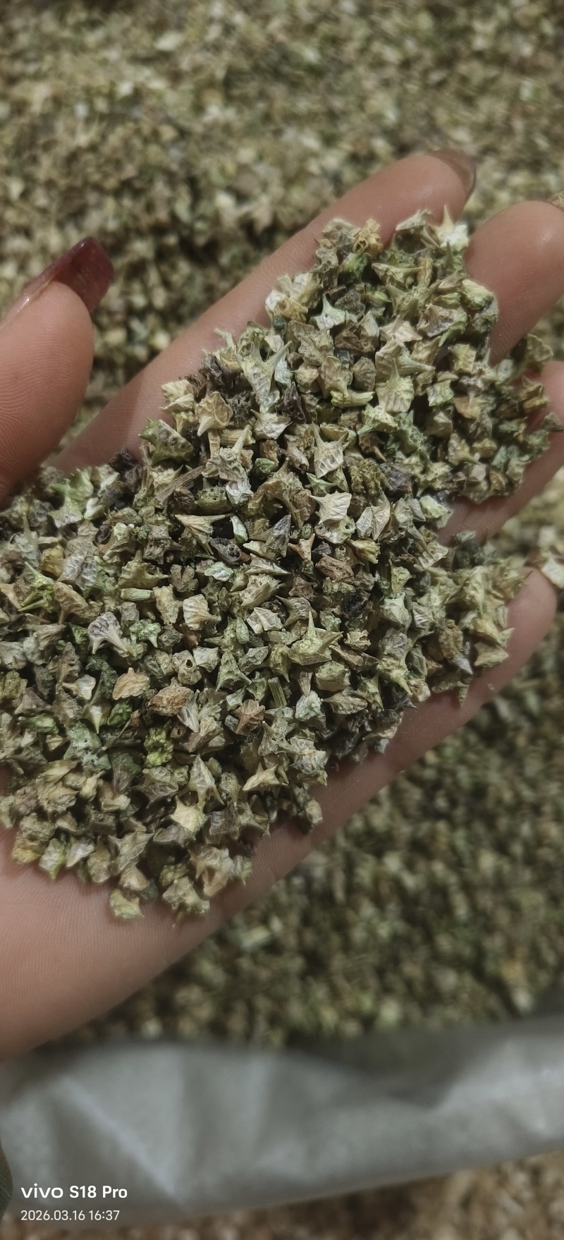 《蒺藜》刺蒺藜白蒺藜实物拍摄干净无杂质保证质量