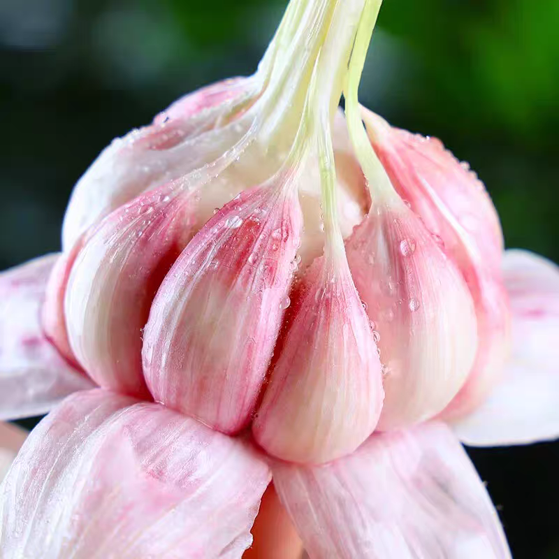 《大蒜头》紫皮大蒜头/鲜蒜头/一件代发/电商货源供应