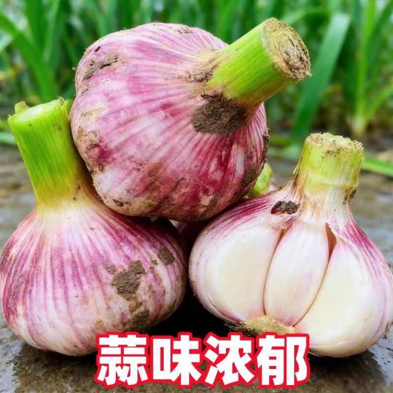 《大蒜头》紫皮大蒜头/鲜蒜头/一件代发/电商货源供应