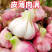 《大蒜头》紫皮大蒜头/鲜蒜头/一件代发/电商货源供应