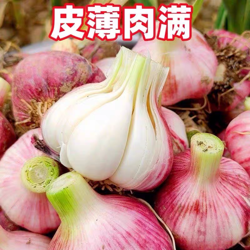 《大蒜头》紫皮大蒜头/鲜蒜头/一件代发/电商货源供应