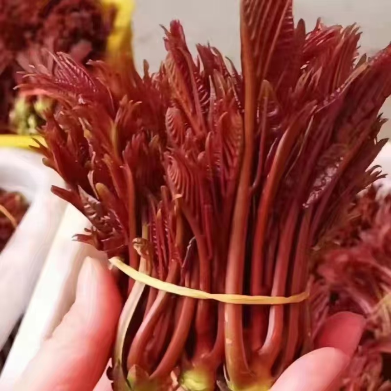 香椿一手货源大量供应市场质量保证
