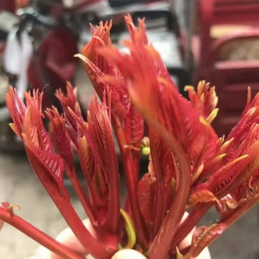香椿一手货源大量供应市场质量保证