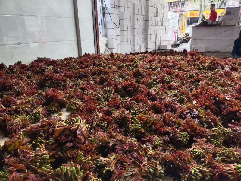 香椿一手货源大量供应市场质量保证