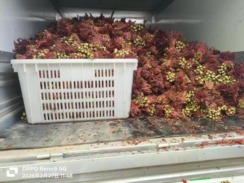 香椿一手货源大量供应市场质量保证