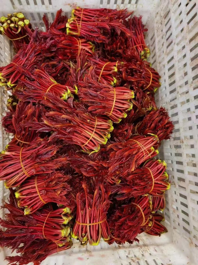 香椿一手货源大量供应市场质量保证