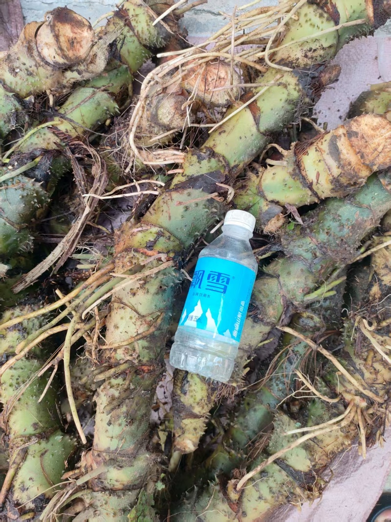 簕茨菇，刺芋，广东省内包邮