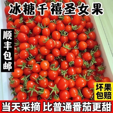 《千禧圣女果》云南发货/一件代发/直播电商淘宝货源