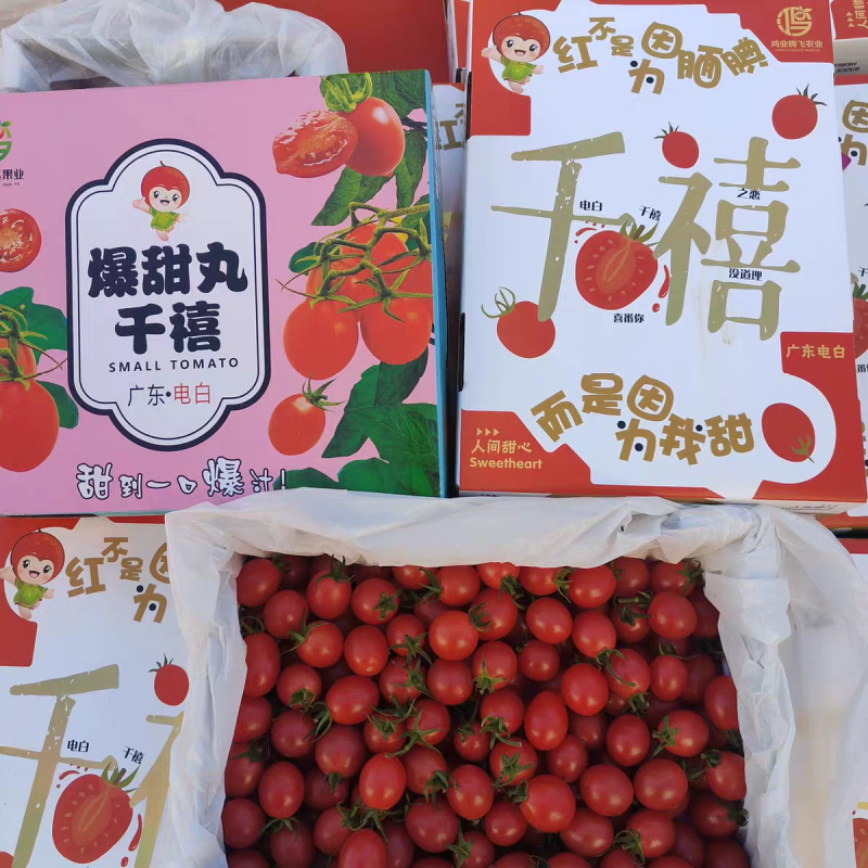 《千禧圣女果》云南发货/一件代发/直播电商淘宝货源