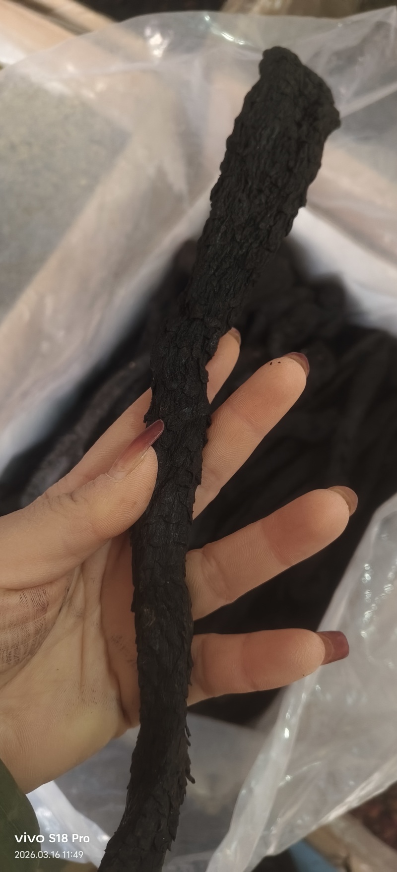 《肉苁蓉》精选肉苁蓉片硬大云干净无杂质实物拍摄