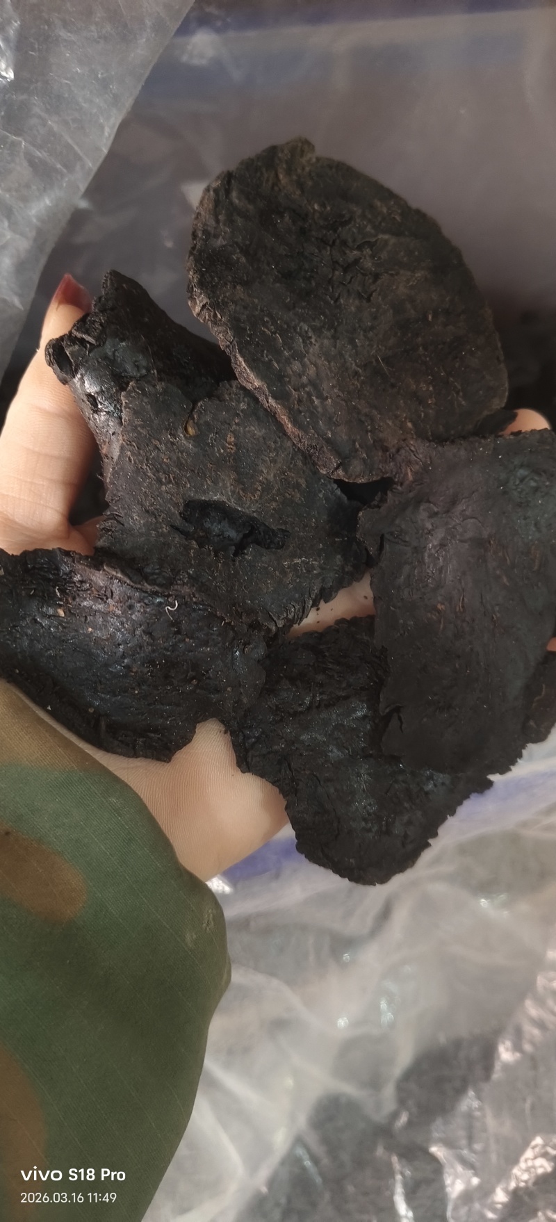 《肉苁蓉》精选肉苁蓉片硬大云干净无杂质实物拍摄