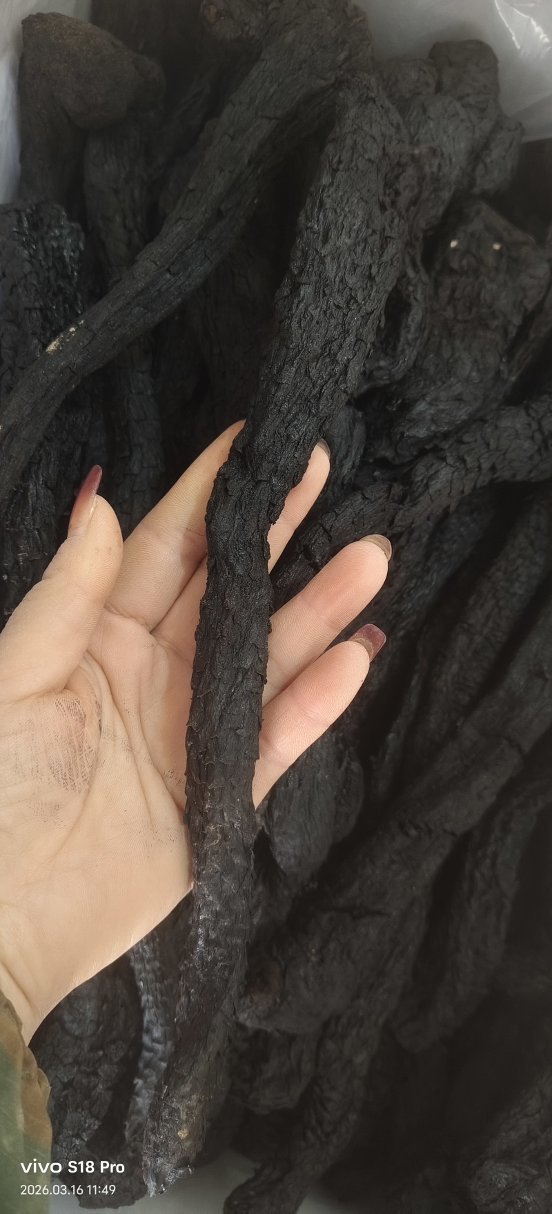 《肉苁蓉》精选肉苁蓉片硬大云干净无杂质实物拍摄