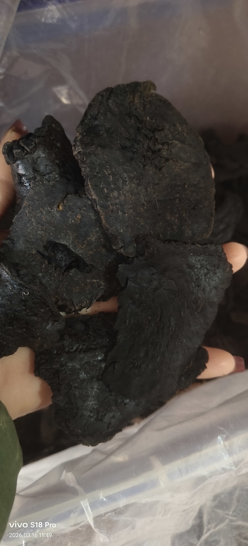 《肉苁蓉》精选肉苁蓉片硬大云干净无杂质实物拍摄